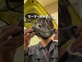 スイスポくんリアワイパーレス化計画 超簡単誰でもできる軽量化 スイフトスポーツ ZC33S