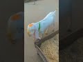 Quality Wala rajanpuri bacha