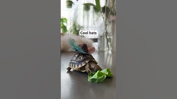 Adorable baby tortoise #turtle #tortoise #babyreptile #babyanimals