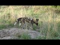 African wild dogs hunting warthog