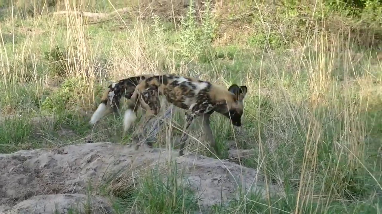 wild dog safari