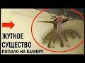 ЖУТКОЕ СУЩЕСТВО ПОПАЛО НА КАМЕРУ