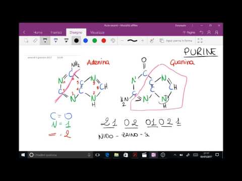Video: Cos'è la purina in biologia?