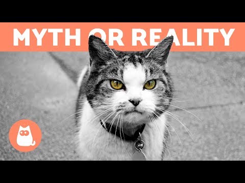 Can Cats Protect Against Negative Energy? - Myth or Reality