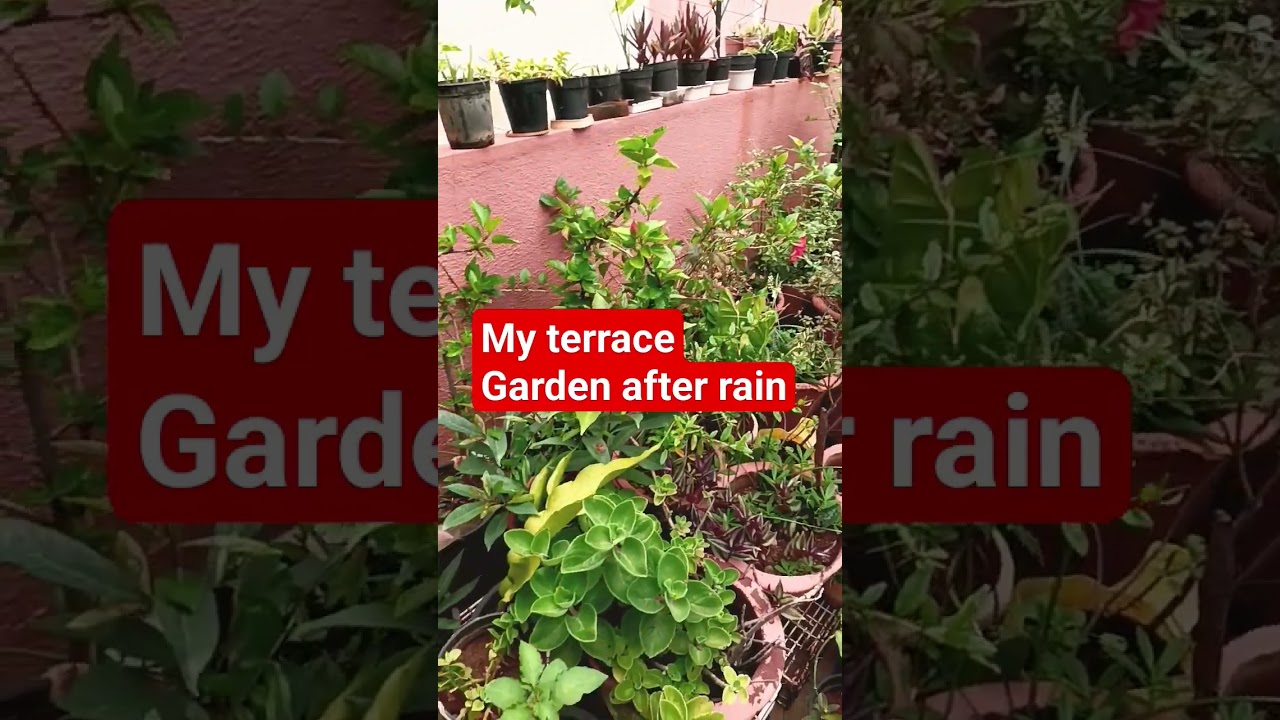 Terrace Garden after rain# garden after rain 
