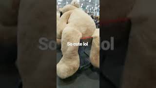 Giant Bears in Costco!!!