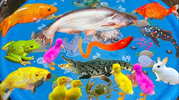 Thỏ Vlog Bắt Cá Mập Đang Bơi Mang Về Nuôi, Cá Sấu, Con Cua, Con Vịt, Con Lươn