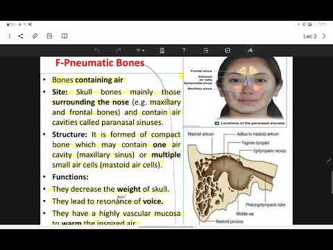 What is pneumatic bones