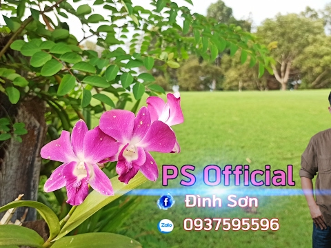 Luồng trực tiếp của PS Official