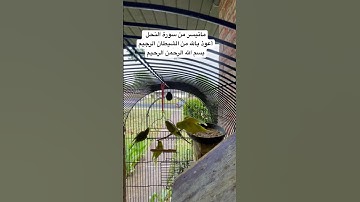 #سورة_النحل #أَعُوذُ_بِاللَّهِ_مِنَ_الشَّيطَانِ #قرآن #المصحف #المنشاوي #العراق #مصر #السعودية #usa