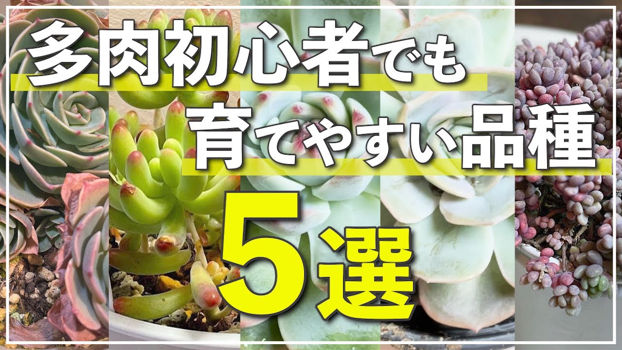 Succulents] Here are 5 varieties that are easy to grow even for
