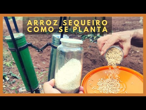Vídeo: Você pode cultivar seu próprio arroz - dicas para plantar arroz