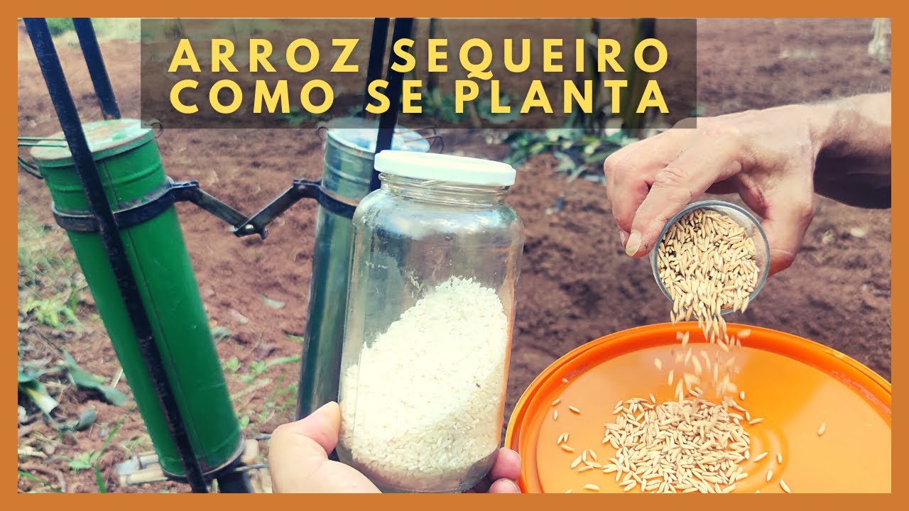 🔴 Como PLANTAR ARROZ SEQUEIRO / ARROZ DO SECO / ATUALIZADO 2025