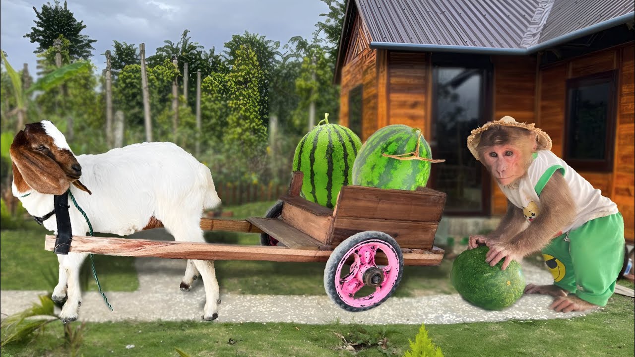 Cutis farmer riding goat harvest watermelons on farm! Feed family - YouTube