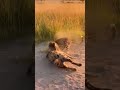 #animals