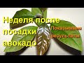 Авокадо спустя неделю после посадки в грунт.