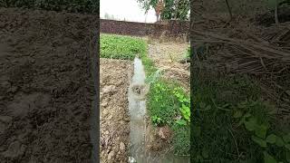 JBl Speaker flip 2 waterproof brass 🥁 Test
