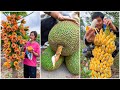 😍Farm Fresh Ninja Fruit | Tik Tok China | (Oddly Satisfying Fruit Ninja) #132