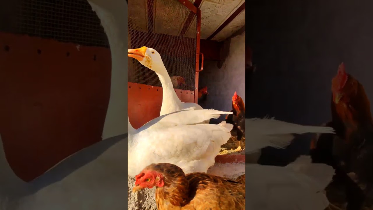 Morning Liberty:Hens,Rooster Ducks,Goose,Guineafowl Enjoying Freedom 