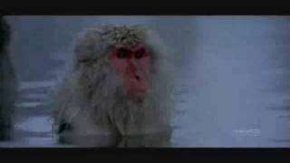 Shels - Fireflystars