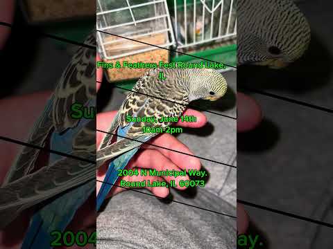 Fist things first, birds and fish!