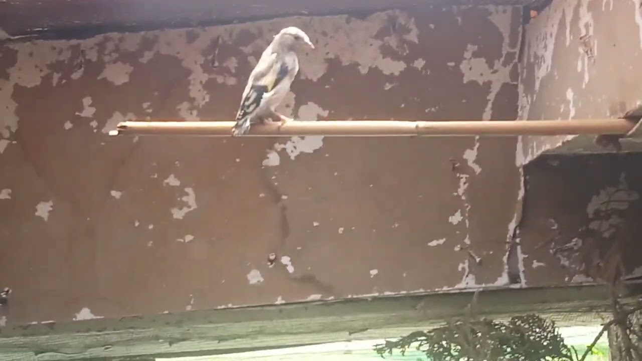 إنتاج الحسون متواصل؟5بطون لزوج وأنا مستمر بفضل الله وتعاملي الجيد في تجهيز وبناء سلاكة ناجحة💯/💯