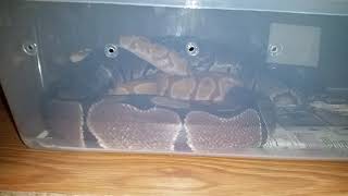Ball python breeding. Another lock but need advise.