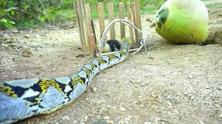 Easy Python Snake Trap Make From Coconut With Small Duck