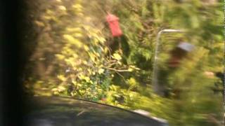 bear in yard 2.avi
