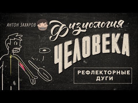 4. Рефлекторные дуги. Физиология человека - 8 класс