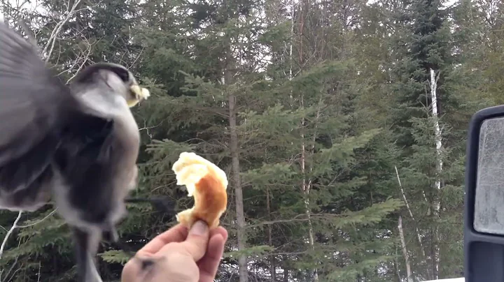 Whiskey jack lands eats from my hand