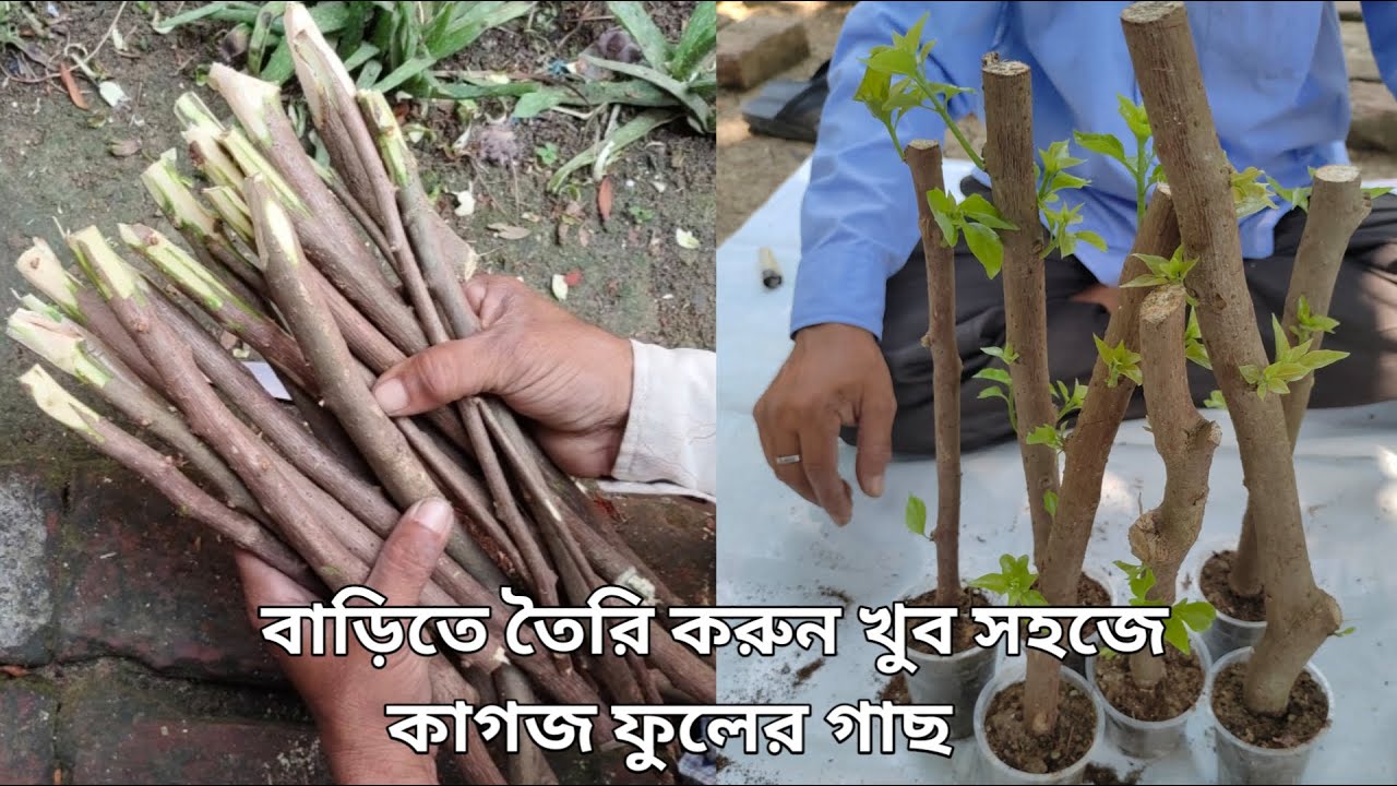 How To Propagate Bougainvillea Plant At Home || Ela Plant For Bougainvillea Multigrafting ||