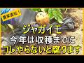 【ジャガイモ栽培】今年は収穫遅れに要注意！後悔しない収穫時期の見極め方と試し掘りについて解説【有機農家直伝！無農薬で育てる家庭菜園】　26/6/4
