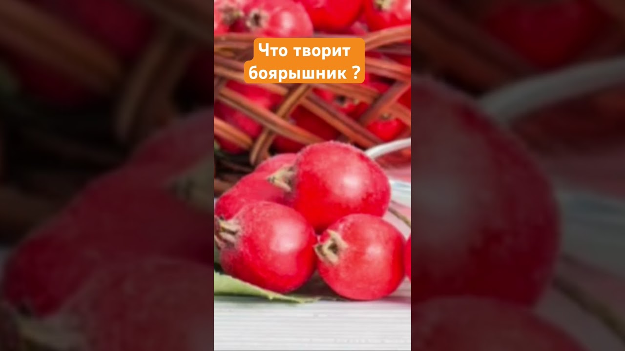 Что творит боярышник?