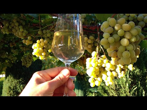 Video: Domače češnjevo vino s semeni