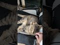 甘ネコ、キジトラにゃん太さん#shorts#ネコのいる生活 #保護ネコ#保護猫を迎える前に準備すべきこと#ベランダ猫