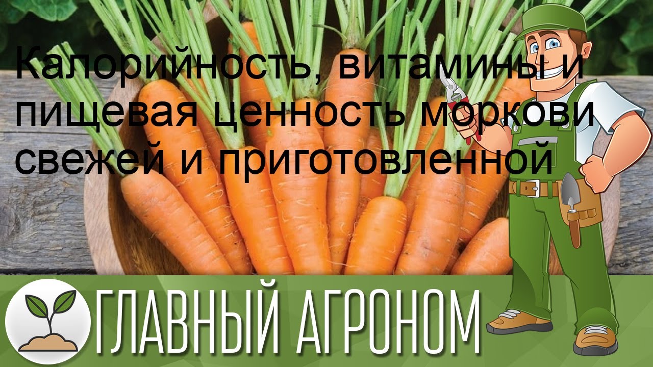 Калорийность, витамины и пищевая ценность моркови свежей и приготовленной