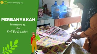 Perbanyakan Trichoderma oleh KWT Bunda Lestari Kutowinangun