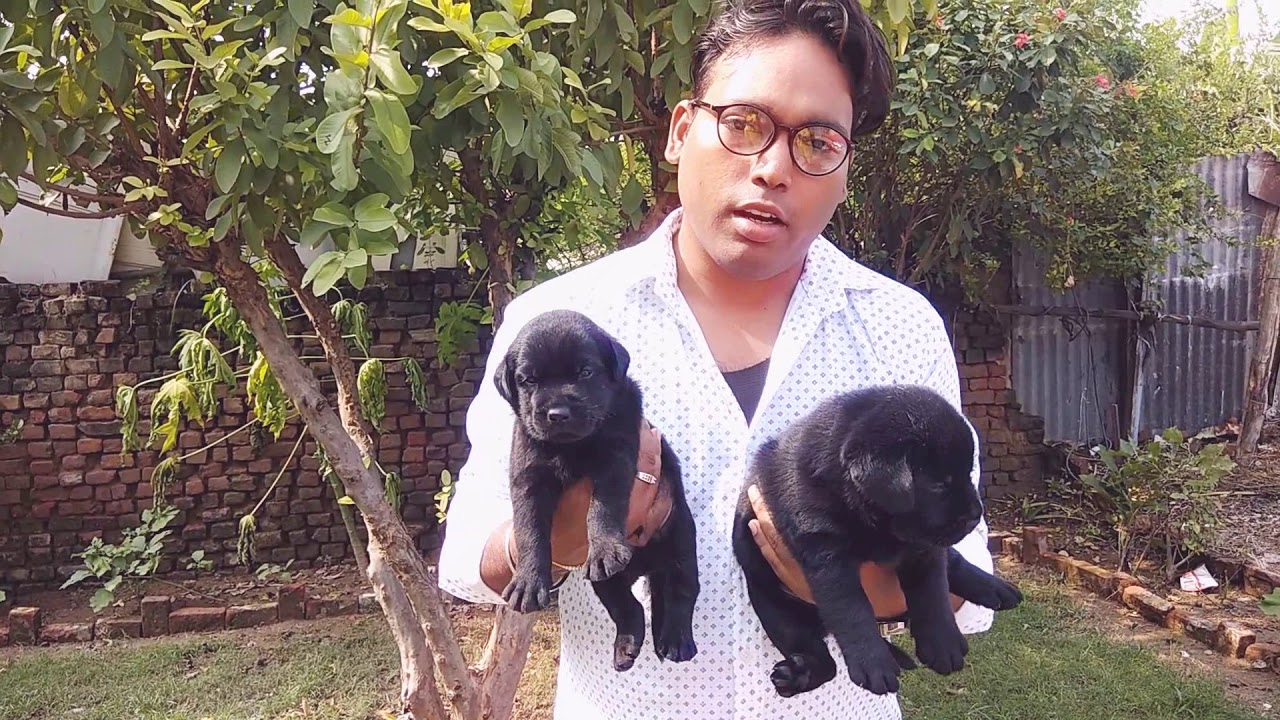 Labrador puppies - क्या आपको शो क्वालिटी के नाम पे धोखा हुआ ? ये वीडियो आपकेलिए है - DOGGYZ WORLD