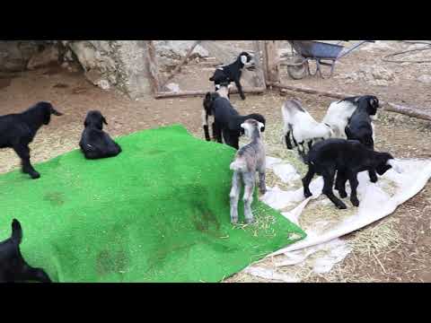 Keçi yavruları 🐐  Keçi Sesi 🐐 İnatçı Keçi 🐐 Keçi Videoları 🐐 Oğlak Sesi