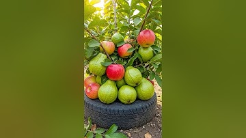 Het speciale geheim voor het enten van guavebomen met appels om samen fruit te produceren.#kweek ...
