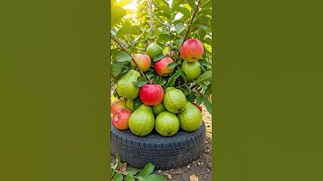 Het speciale geheim voor het enten van guavebomen met appels om samen fruit te produceren.#kweek ...