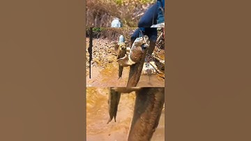 Vào rừng cấm câu cá thòi lòi. Nướng ăn chơi. #cuabien #crab #cathoiloi #batcamientay