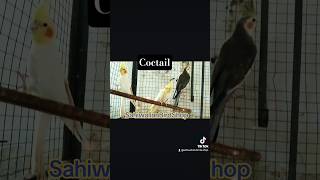 #Coctails#Breeder Pairs#For Sale #Sahiwalianbirdshop#Subscribe_my_youtube_chennel❣️