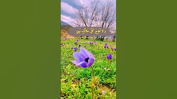 فَلا تُطِعِ الْمُكَذِّبِينَ| سورة القلم، آية 8|اسلام صبحیSruShti kurdstan#✍🏻🎥Amal_sorani