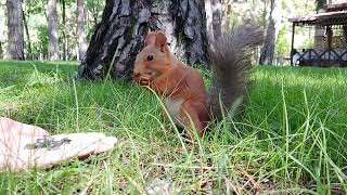 ТИЫНДЫ ӨТЕ ЖАҚЫН ҚАРАҒАНДА / SQUIRREL VERY CLOSE VIEW / БЕЛКА ОЧЕНЬ БЛИЗКОГО РАССТОЯНИЯ