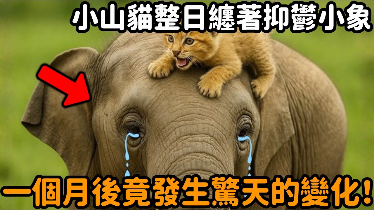 一頭抑鬱小象意外撿到一隻8週大小山貓，小山貓總是喜歡整日纏著牠，沒想到一個月後牠們之間發生驚天的轉變！#大象 #山貓 #跨物種 #動物情感 #感人壹幕 #不可思議 #動物故事 #真實故事 #心靈飼養員