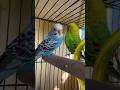 DAY 196 - BUDGIES KO ASMAN ME CHORNA GALTI HAI #budgielovers #tattletails #budsies #ytshorts#explore