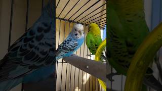 DAY 196 - BUDGIES KO ASMAN ME CHORNA GALTI HAI #budgielovers #tattletails #budsies #ytshorts#explore