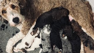 Puppy Nursing Start to Finish - 10 day old Bernedoodles by Regency Doodles 532 views 4 months ago 9 minutes, 49 seconds